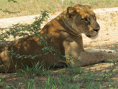 17 Days Uganda Safaris