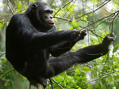 4 Days  Rwanda Chimpanzee Tracking