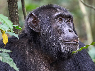 9 Days Tree Lions, Wildlife & Chimpanzee Tour