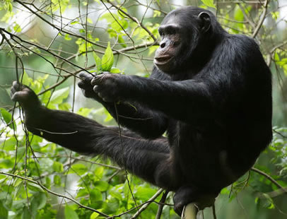 7 Days  uganda safari  Gorilla and Chimpanzee Trekking