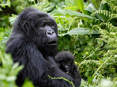 7 Days Rwanda Chimps and Gorillas