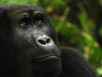 9 Days Rwanda Gorillas & Wildlife