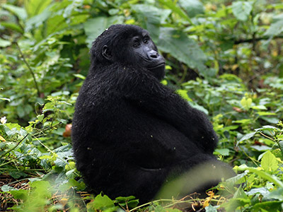 8 Days Rwanda Wildlife & Birding