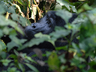 The 5 Days Uganda/Rwanda Gorilla Trekking